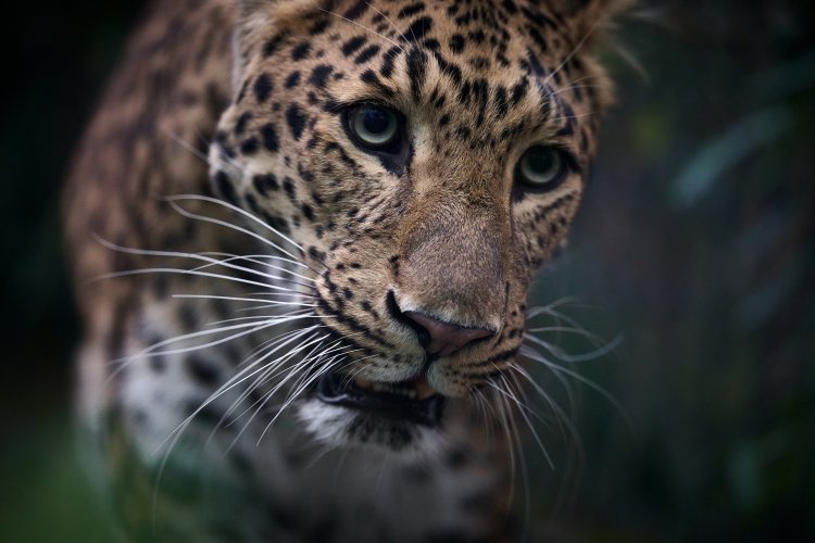 Chinese leopard. Wildlife in captivity...ZOO.