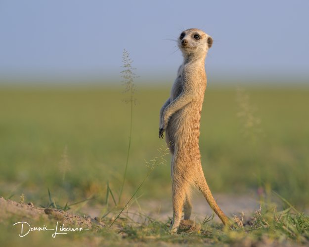 Meerkat - Makgadikgadi Pans - Nikon Z 135mm Plena