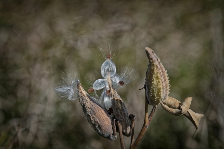 Milkweed Pods in the Fall