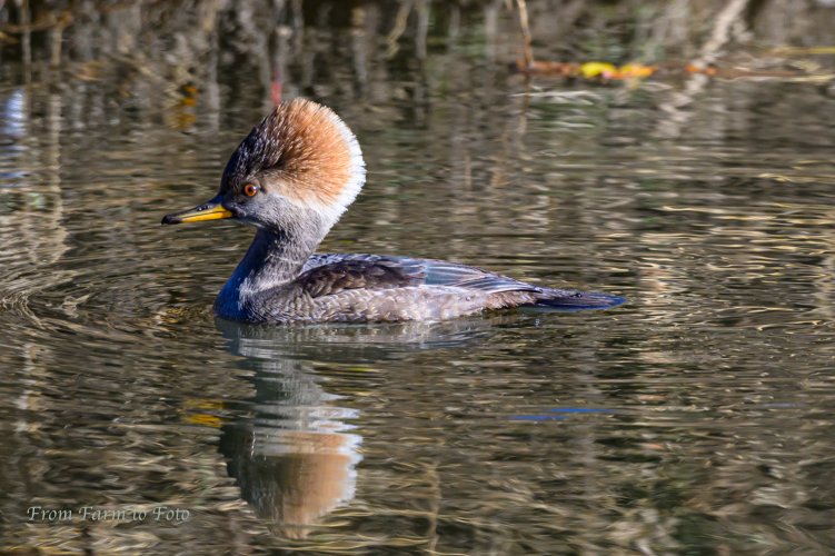 A female Hooded Merganser