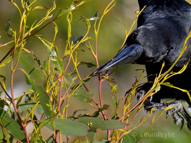 Black Currawong, catching an insect then flying towards the ground, 211124.