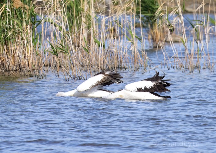 Australian Pelican, the eel that got away, 221124.