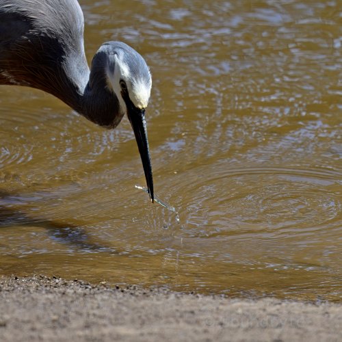 White-faced Heron, with a fish that looks like glass, 221124.