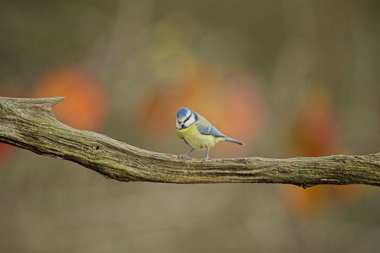 Blue tit