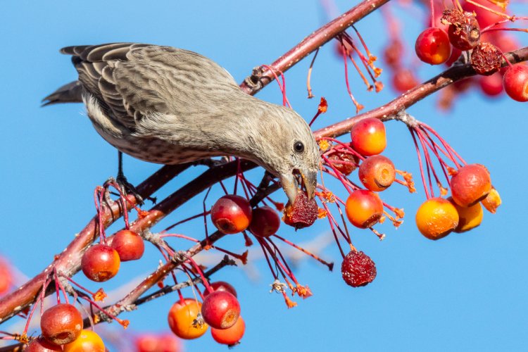 She Likes Berries