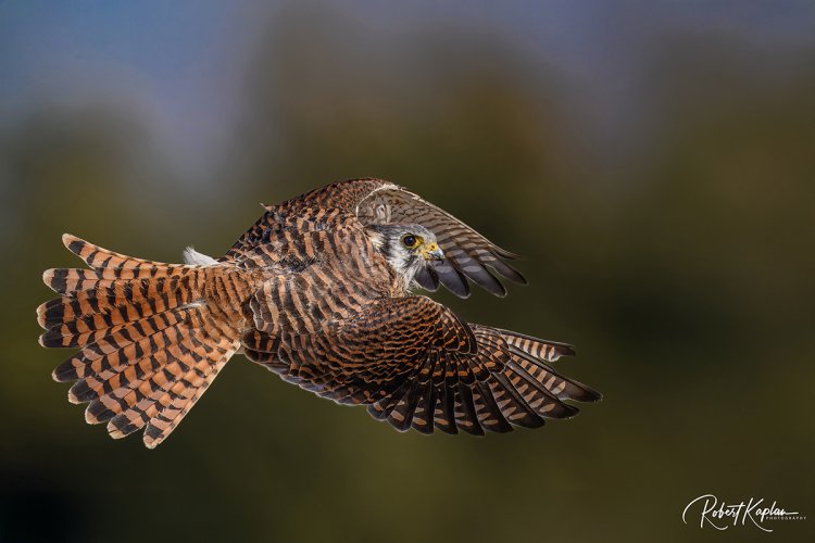 Female Kestrel