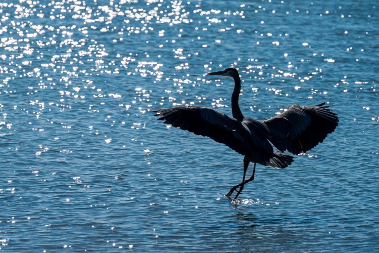 Backlit great blue heron landing