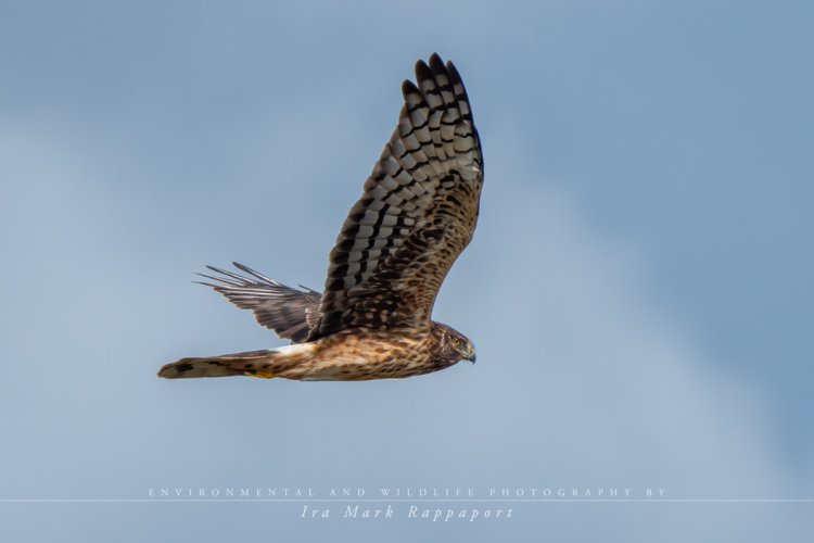 Northern Harriers