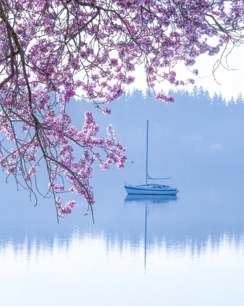 silverdale cherry blossoms print file small size-Edit.jpeg