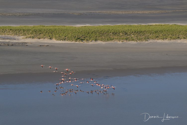 Flying Flamingo Flamboyance (Aerial Photo) - Botswana