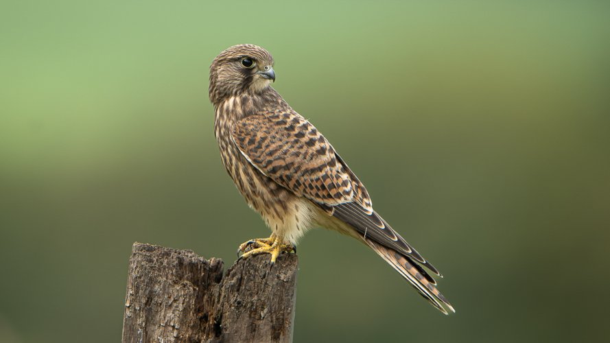 Juvenile Kestrel photograph taken in August of this year. Lovely birds!