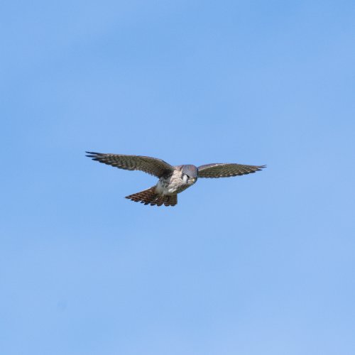 American Kestrel.jpg