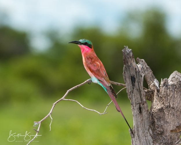 Zambezi Southern Carmine Bee-Eater