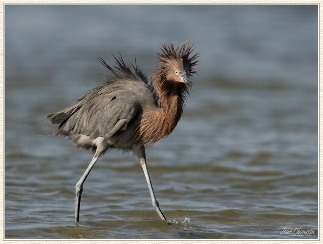 Reddish Egret..