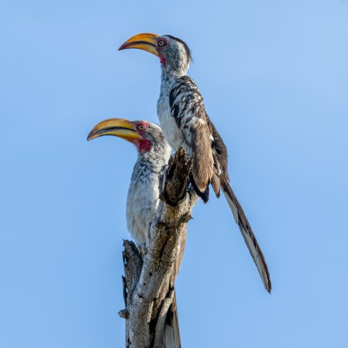 Double Yellow Hornbills