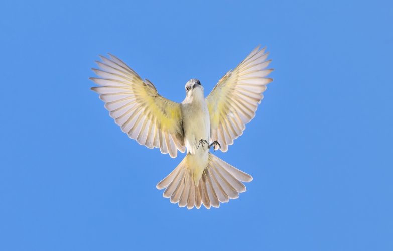 Gray headed Kingbird