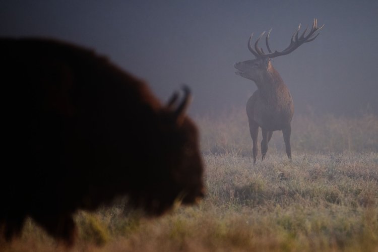 Deer with bison in the background