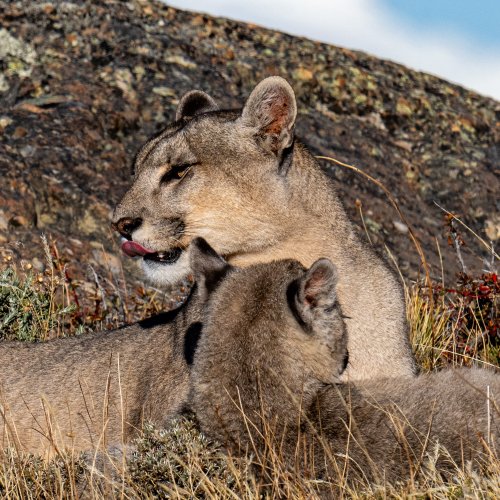 Puma Mother and Cub