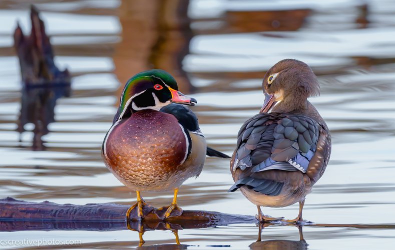 Woodduck in Love