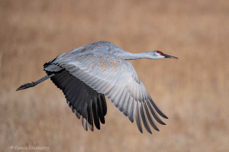 Sandhill Crane - Bosque del Apache