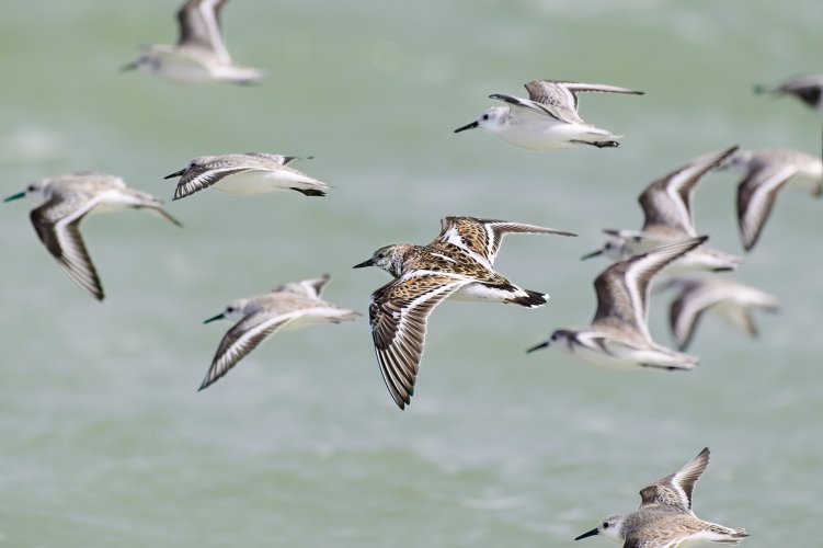 Some Ruddy Turnstones and Sanderlings