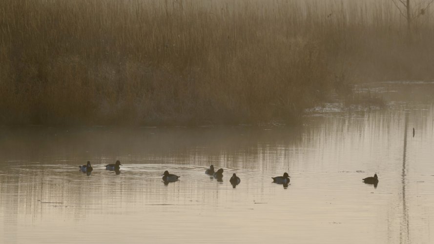 Ringneck ducks at sunrise