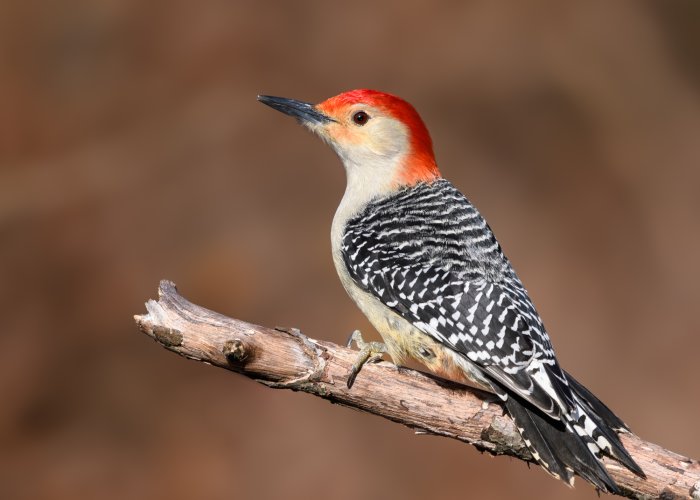 Red-bellied Woodpecker (male)