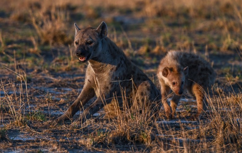 Hyena love