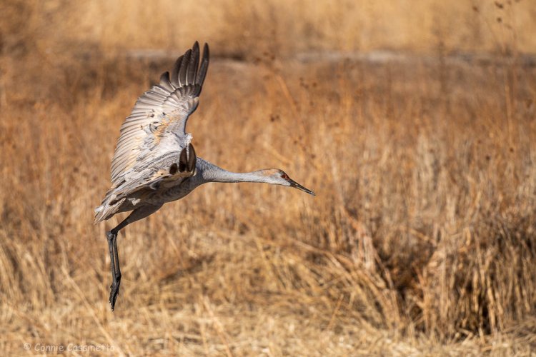 Bosque del Apache and Ladd S. Gordon Wildlife Refuges - New Mexico - Sandhill Cranes