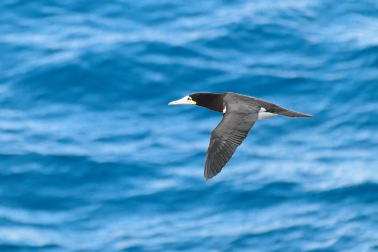 BBIF (Brown Booby in flight)