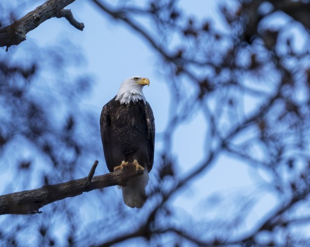 Bald Eagle