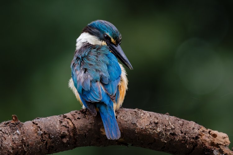 Sacred Kingfisher