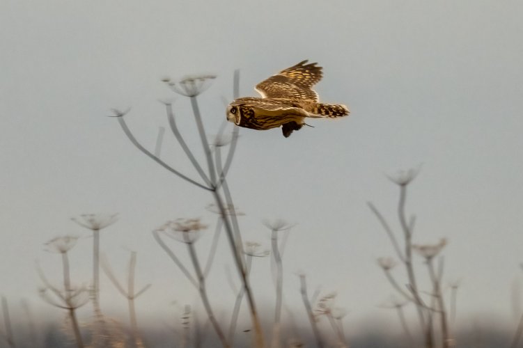 Short-eared owl with dinner