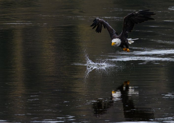 Bald Eagle BIF@Yellowstone National Park ID MT WY-9932.NEF DxO_DeepPRIME XD2s 100 100 2.dng.jpg