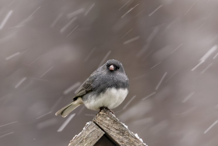 Juncos and Snow