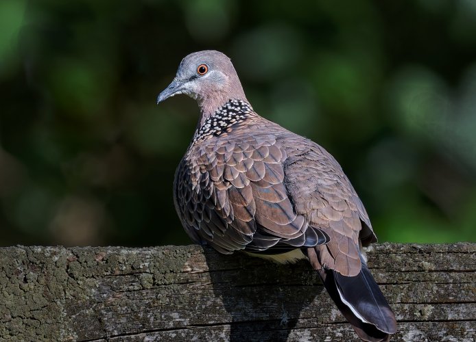 Pearl Dove on the Fence