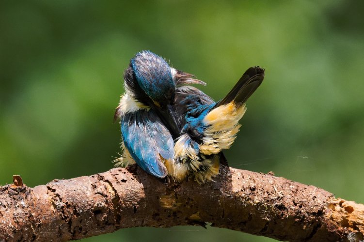 Kingfisher looking for passengers!!