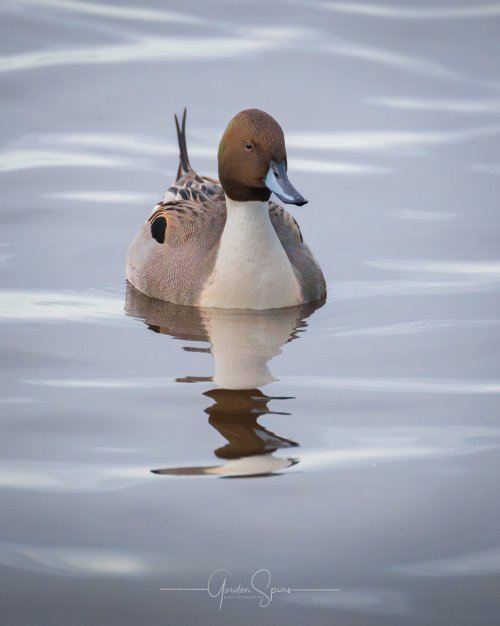 Northern Pintail Portrait