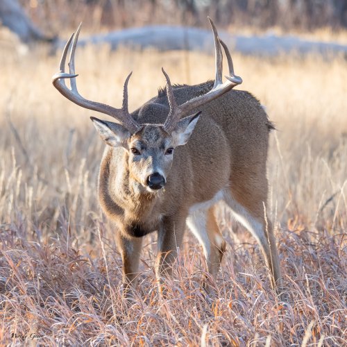 White-tailed Buck