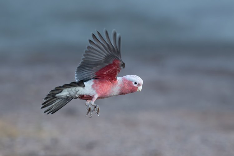 Flight shots of Two Australian Cockatoos Species Showing Off Their Pink Feathers.