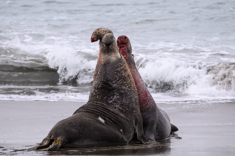 Elephant Seal Rookery, Piedras Blancas, California