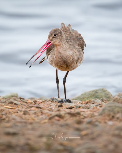 A Black-tailed Godwit Portrait