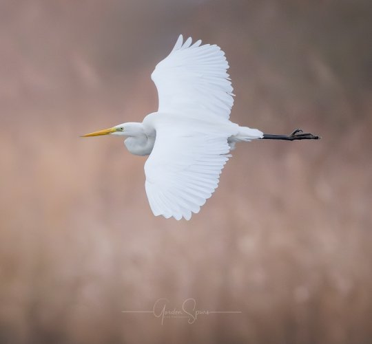 A Sign Of Change - Great White Egret Flypast