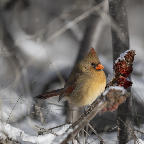 The Prettier half of the Northern Cardinals