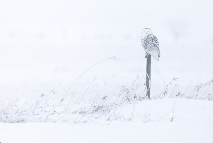 First snow owl of the year