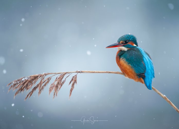 Happy Christmas and All The Best For 2025 - Oh and A Kingfisher!