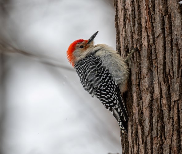 Backyard birds