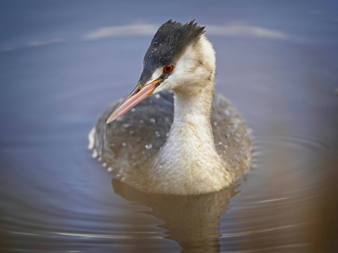 "Great crested grebe"