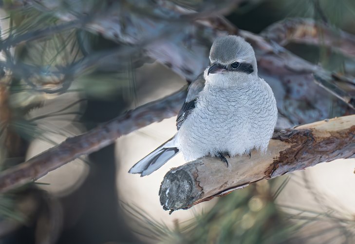 The butcher bird: (Northern Shrike ) My yard: Thunder Bay.