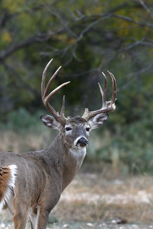 Whitetail fighters